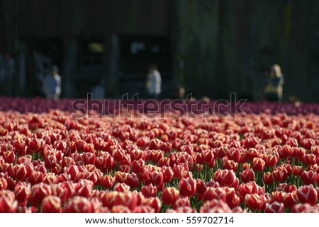 Tulips field with blurry people in the shadow of building.