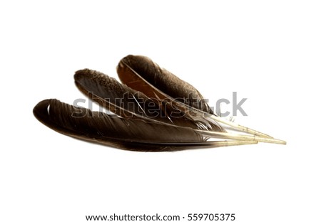 Bird's feather on a white background. A photo.