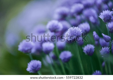 blooming onion. Summer background. Flower pattern. Field of lilac flowers