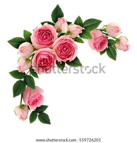 Pink rose flowers and buds circle arrangement isolated on white. Flat lay, top view. Royalty-Free Stock Photo #559726201