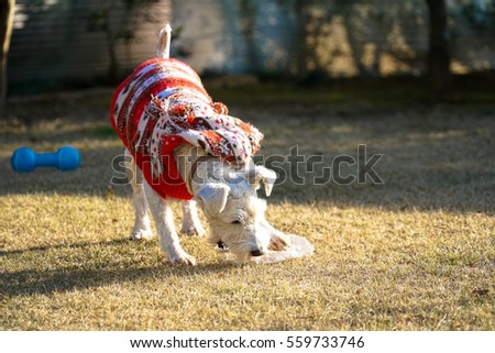 Miniature Schnauzer "Kaguya" in winter clothes, playing with plastic bottle.