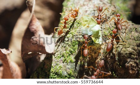 Close up of many red ants moving on tree branch