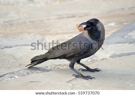Black Crow laid on stone floor with a piece of bread in the beak in Mombasa, Kenya