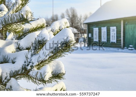 Winter landscape with pine branch covered with snow on the foreground and old country house on the background                             