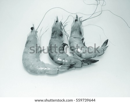 Fresh raw white sea prawn (black and white)  on white isolated background. 
