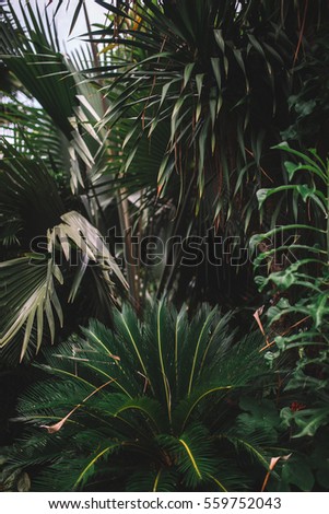 Closeup of different leaves of palms in the asian jungle, Indonesia, Bali