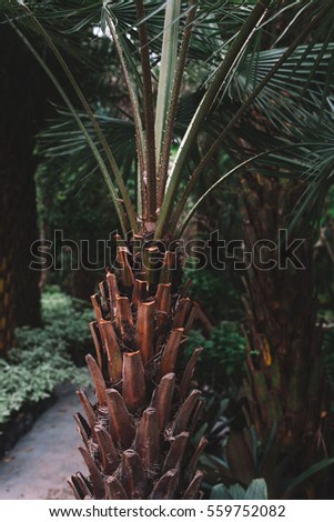 Closeup of exotic palm tree trunk in the jungle, Indonesia, Bali