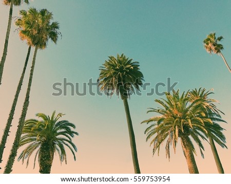 Palm trees in Santa Monica, Los Angeles