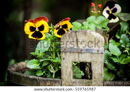 Colorful spring pansyflower in wooden holder on green blurred background