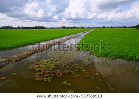 Scenery of green paddy field with beautiful sky background.