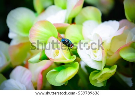 Fly perched on a colorful flower.