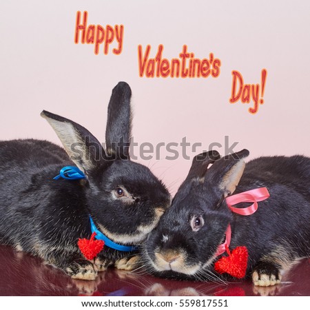 Two black rabbits with colored ribbons and red hearts cute lie near each other