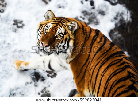 Beautiful Amur tiger on snow. Tiger in winter forest Royalty-Free Stock Photo #559823041