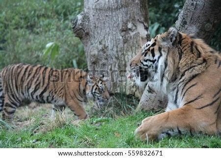 Tiger cub - Sumatran Tiger rare and endangered tiger cub and adult male stock, photo, photograph, picture, image