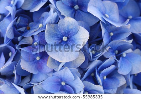 Background of blue hydrangea