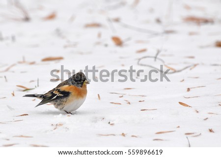 Brambling, Fringilla montifringilla, single male in snow. Little bird finding seeds in a snow