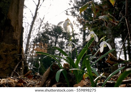 Snowdrop (Galanthus nivalis). Freshly grown snowdrop flowers next to forest trail. First signs of spring. Shallow depth of field. 