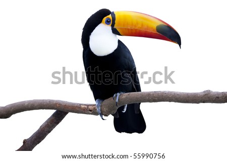 The toco toucan resting by a tree by a white back
