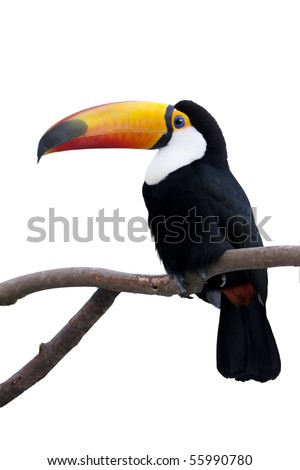 The toucan which stops at a tree by a white back
