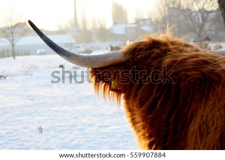 Highland cattle with brown hair, cow, animal in czech