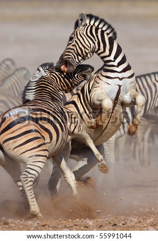 Close-up of two stallions fighting and biting ; Etosha; Equus burchell's Royalty-Free Stock Photo #55991044