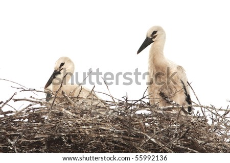 white stork chicks on the nest