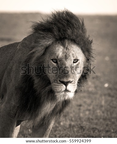 Focused and intense portrait of Africa's ultimate king of the beasts in sepia