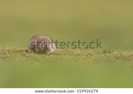 gopher in the grass on a green background