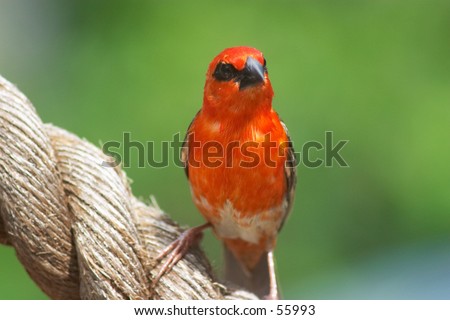 The male Red Cardinal or Madagascar Fody (Foudia madagascariensis), pictured in the Seychelles where it is common.