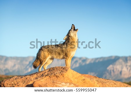 coyote standing on a rock formation howling with desert, mountains and blue sky in the background Royalty-Free Stock Photo #559955047