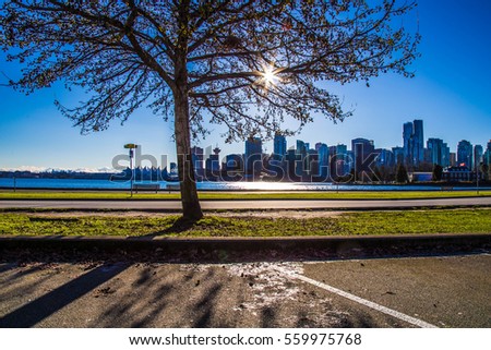 Tree in the Park - Vancouver City - CANADA