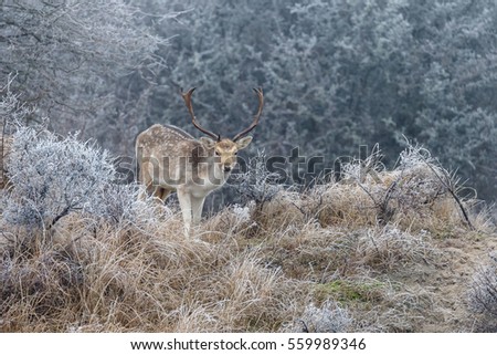 Fallow deer in a winter setting with hoarfrost 