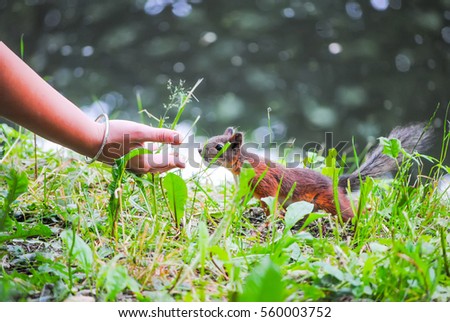squirrel eats nuts from the girl's hands