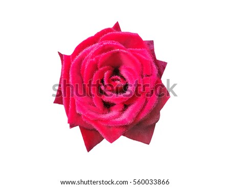 rose for you