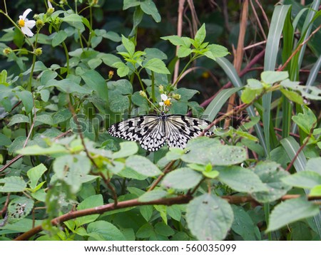 Close up of butterfly with flower