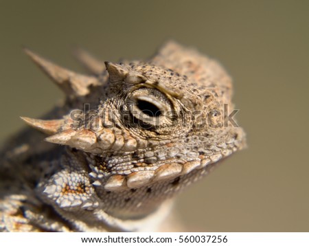 A species of Horned Lizard native to Arizona. Also known as a horned toad, even though it is not a true toad.
