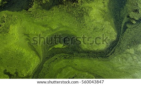 Algae swirl dark