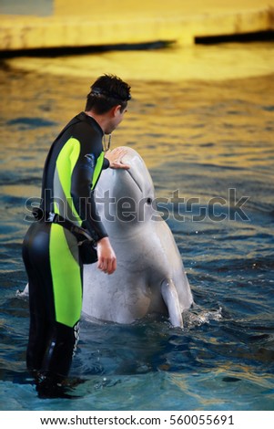white whale with animal trainer in the water