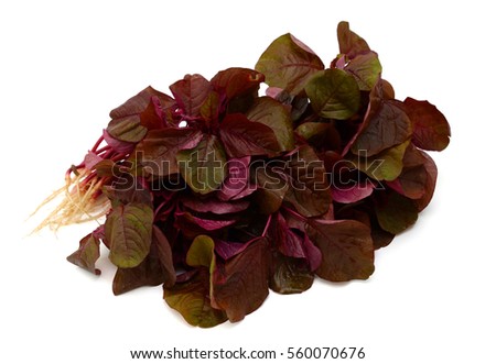 red spinach isolated on white background