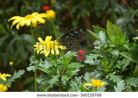 Beautiful Butterfly with flower