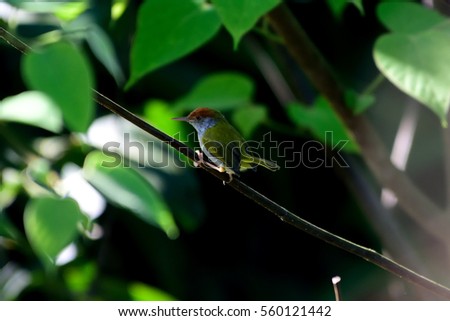 Tailorbird on branch tree