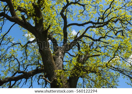 Tree branches Royalty-Free Stock Photo #560122294