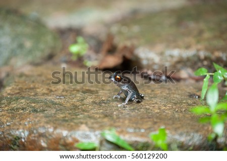 Common frog macro, portrait in its environment. Thailand