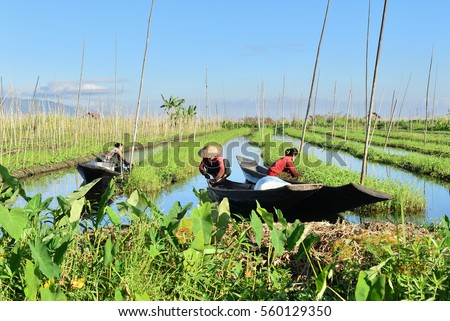 Local Inle people on working at floating garden. Royalty-Free Stock Photo #560129350