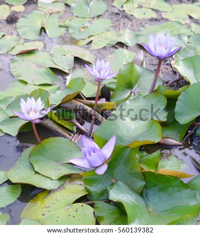 Purple Lotus blooming