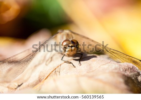 Brown dragonfly with macro details on an autumn leaf