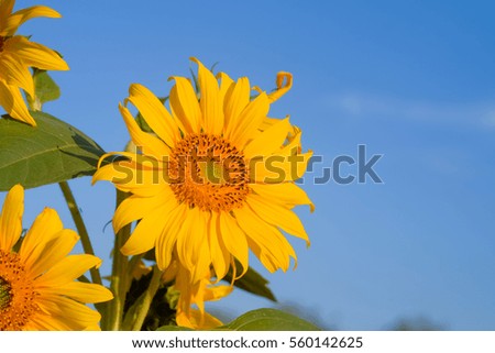 a selective focus picture of seed or corolla disk of organic sunflower in agriculture field