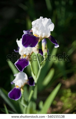 Beautiful violet-white garden iris blooming in the spring garden