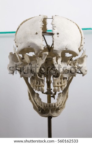 Human skull - guide for students in medical school