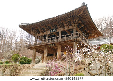 early spring scene of ancient temple. temple with spring flowers. magnolia in front of old temple.  Heritage of korea.